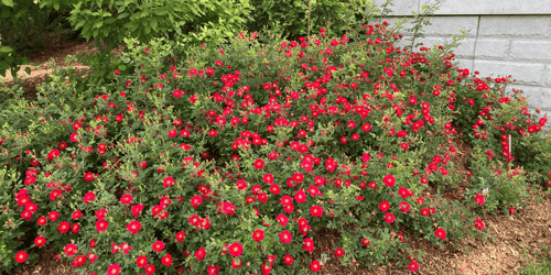 Proven Winners® ColorChoice® - Download Free CAD Drawings, BIM Models, Revit, Sketchup, SPECS and more.